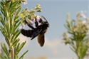 Carpenter bee